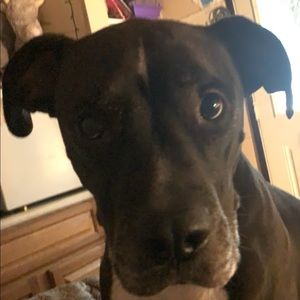 Meet your Posher, Devin